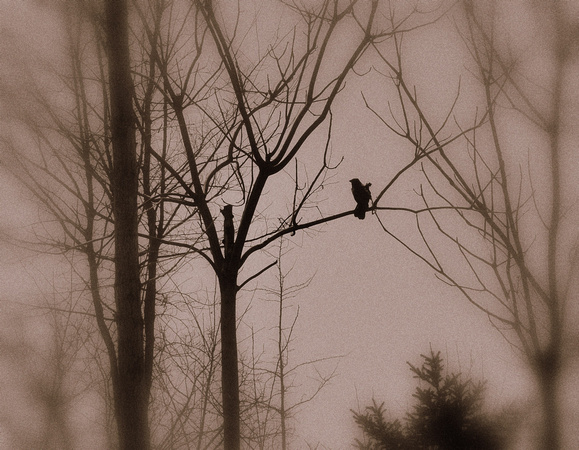 On a leafless bough a crow is sitting Autumn darkening now