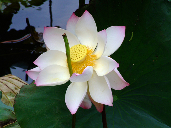 How mysterious the lotus remains unstained by its muddy roots