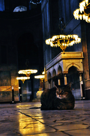 mosque cat istanbul