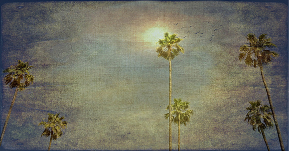 palms in the sun