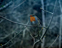 winter robin