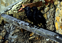 Crows & Cousins