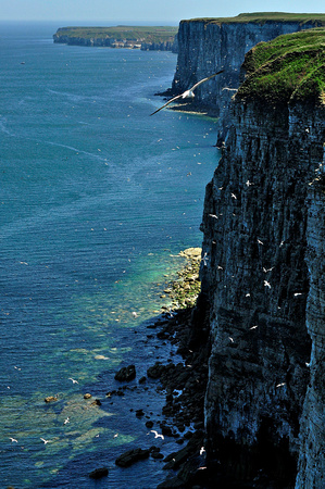 bempton cliffs flambrough