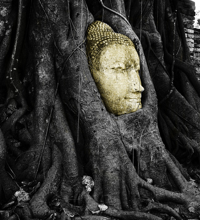 buddha tree