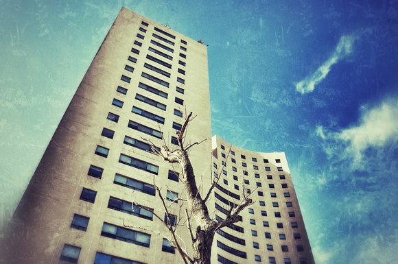 tree and concrete