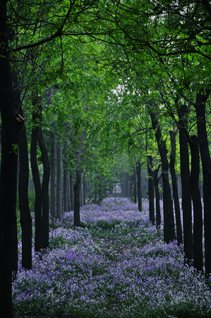 lilac path