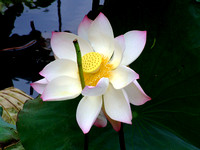 How mysterious the lotus remains unstained by its muddy roots