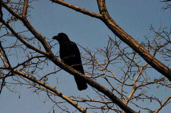 crows&cousins