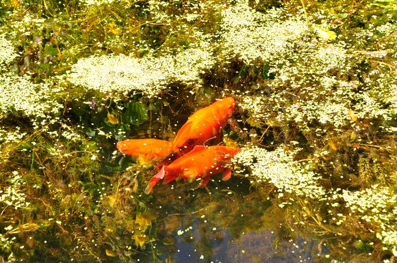 pond at throssel