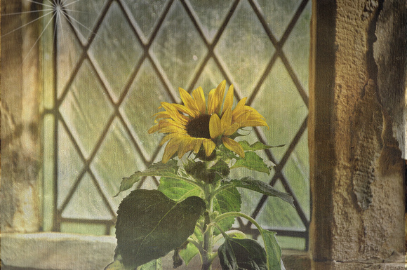 sunflower in church
