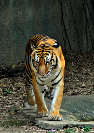 tiger at chiang mia