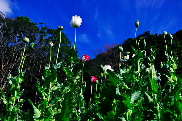 opium poppies in hills northern thailand