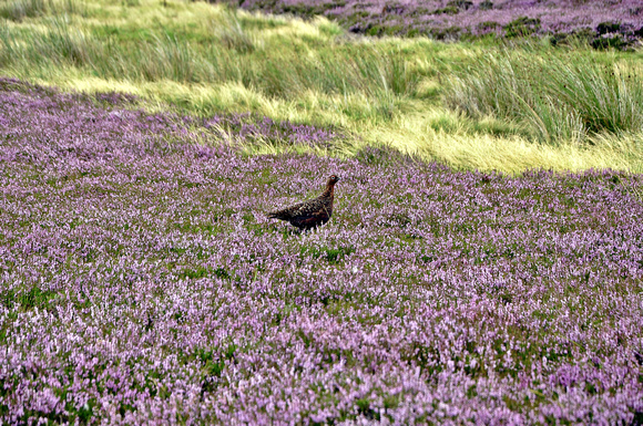 please shoot grouse with just a camera