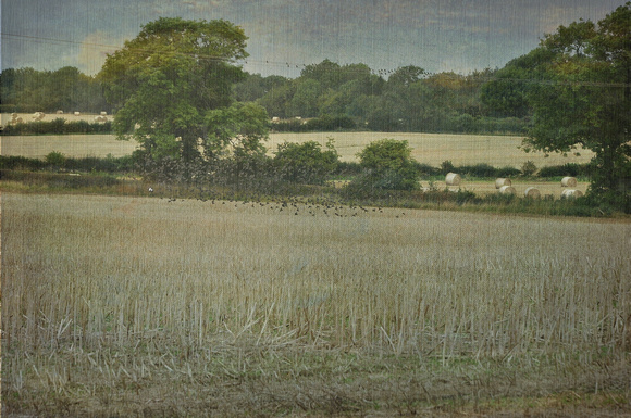 starlings in a field