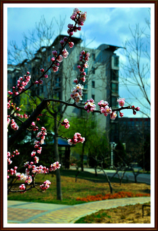 spring blossom shaghai shalong
