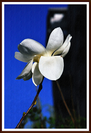 magnolia in the sun