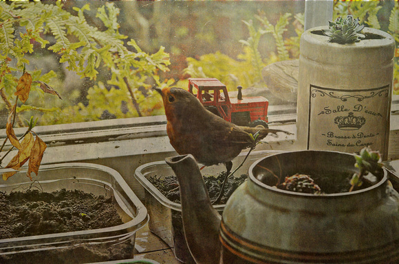 robin in the shed