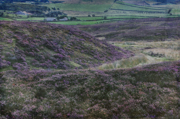 moorland heather