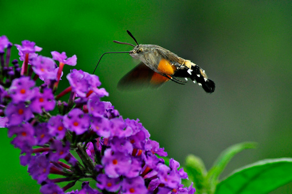 hummingbird moth