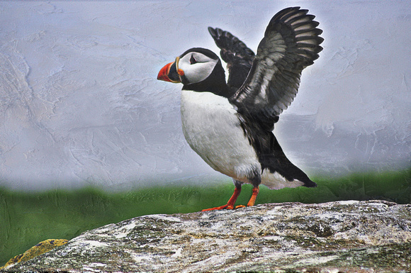 puffin billy