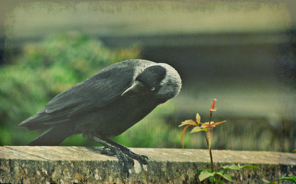 crows&cousins