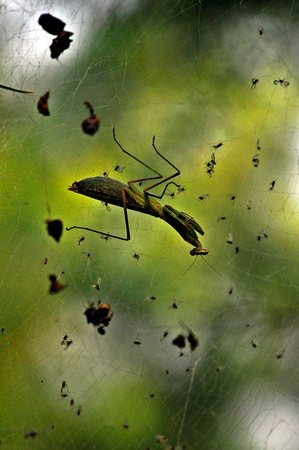 captured praying mantis