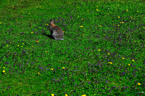 rabbits on the lawn