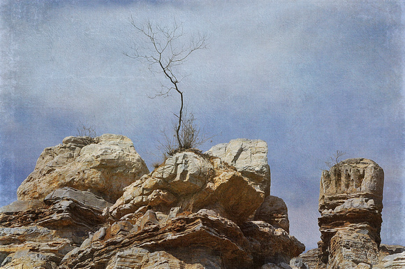 rocks and tree