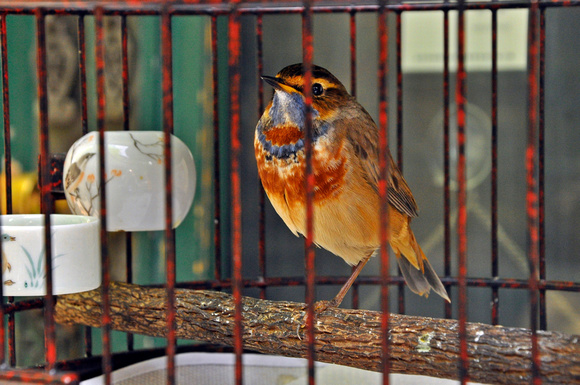 caged bird