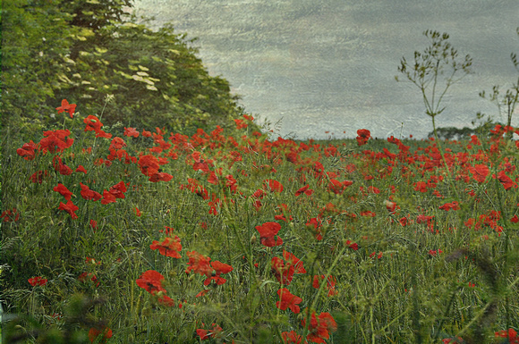 poppies at gainford