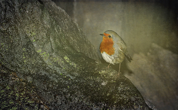 robin in a cave