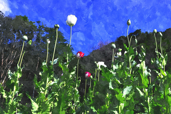 opium poppies north thailand