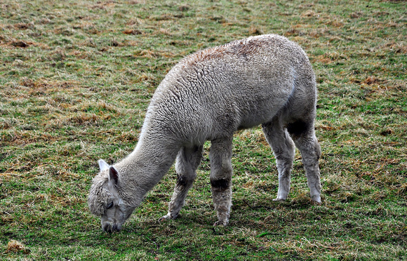 grazing alpaca