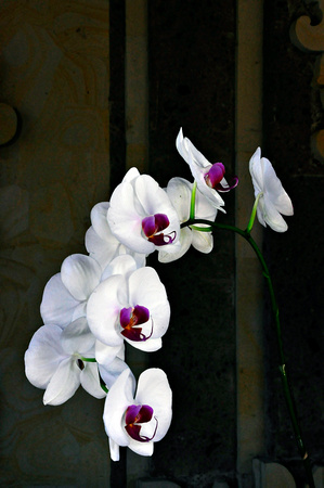 bali orchid
