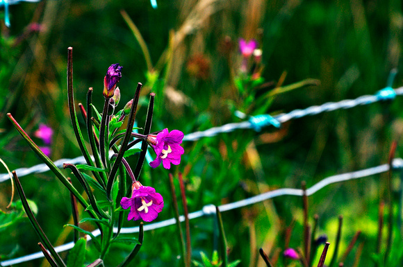 flowers and wire