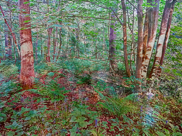 gainford woods