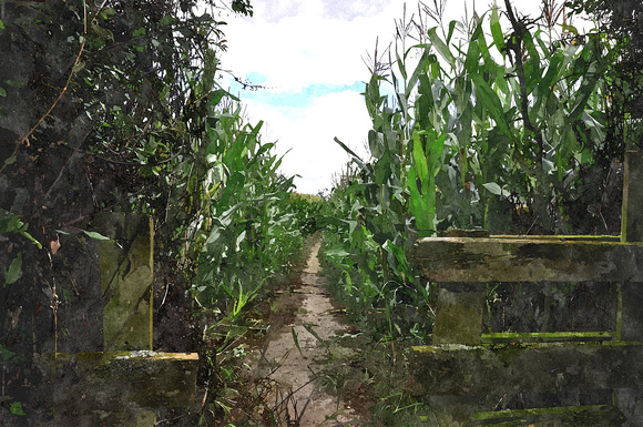 path through the corn..