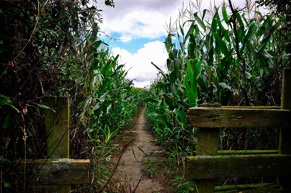 through the corn