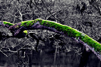green branch