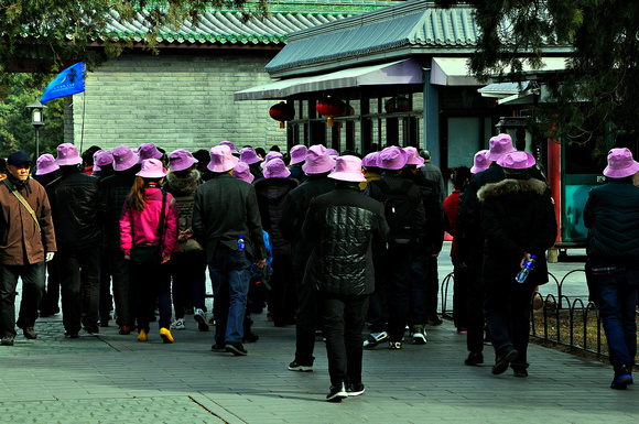 purple hat group
