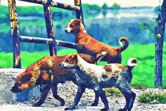 three wild dogs village outside beijing