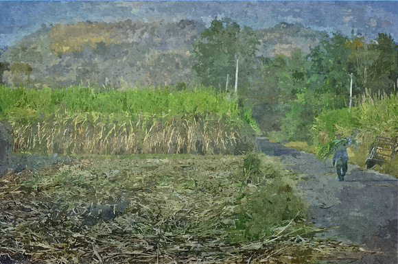 sugar cane fields thailand