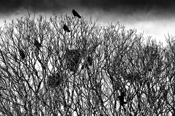crows and cousins