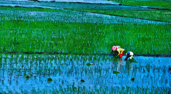 rice fields java