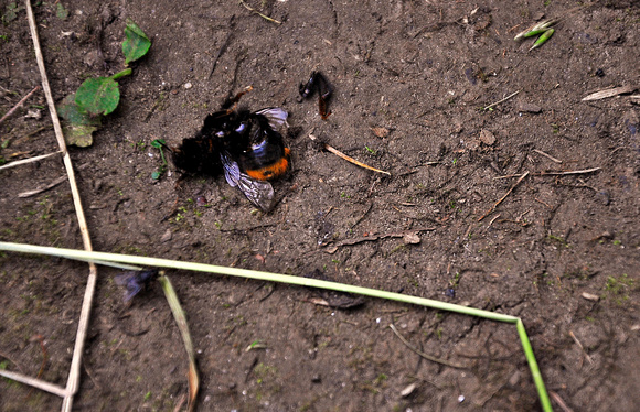 death of a bee